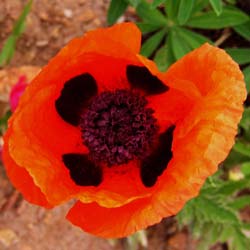 papaver orientale beauty of livermere